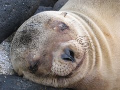 19-Galápagois Fur Seal